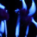 Pronkzitting part II - 083