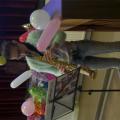 SAM_2935