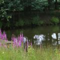 2016-07-17 Buurtconcert - 017
