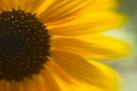 Boottocht zonnebloem